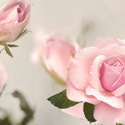 фотообои Нежно-розовые цветы