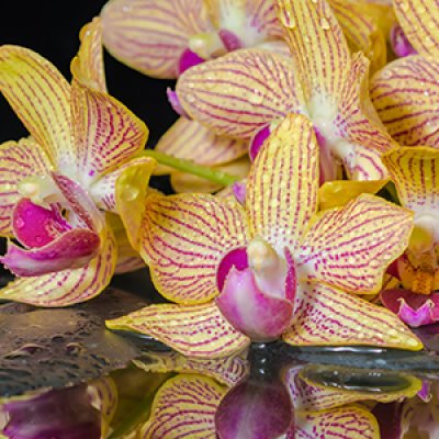 фотообои Тигровые орхидеи